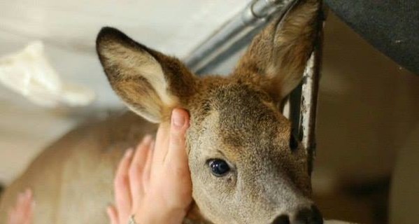 В Каменском зоозащитники спасают косулю с тонкой душевной организацией