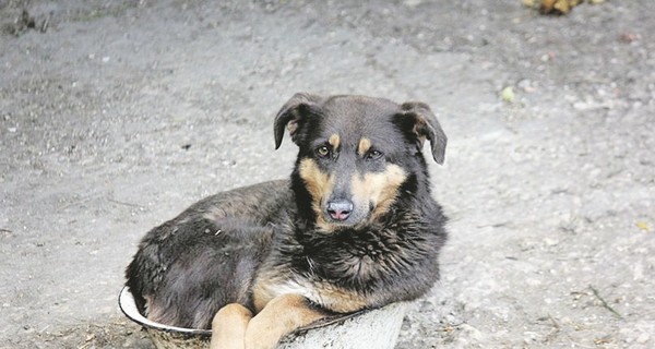 Что означают позы для сна и игр у домашних питомцев