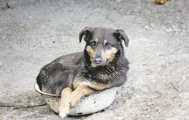 Что означают позы для сна и игр у домашних питомцев