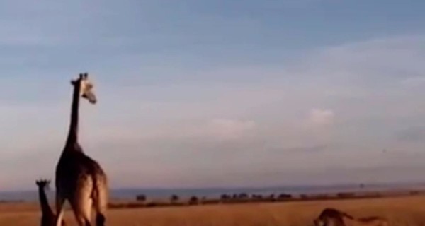 Схватку льва и жирафов сняли на видео