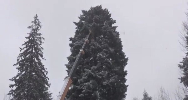 На Прикарпатье срезали главную елку страны