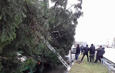 Главная елка страны попала в ДТП: под Киевом в нее врезались две фуры