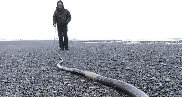 У берегов Чукотки начали находить 