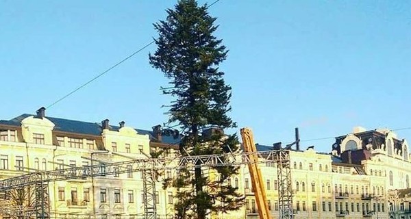 К праздникам лысая ель из Прикарпатья стала красавицей