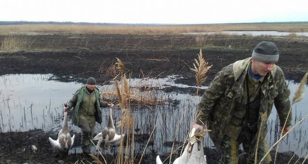 На Днепропетровщине для богатых клиентов расстреляли четырех краснокнижных лебедей