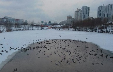 В киевском озере рыба погибает от удушья