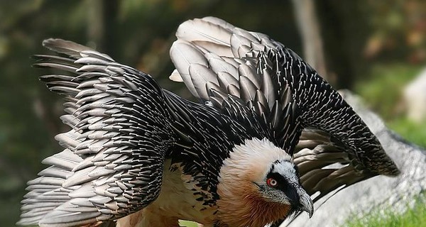 Самую большую птицу Европы вернули в Альпы