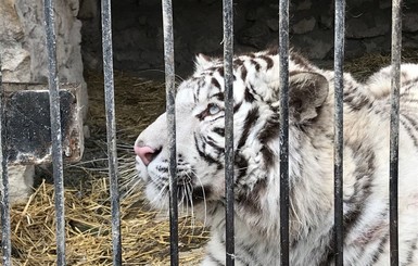 Характер нордический, не женат 