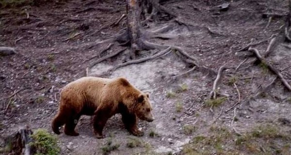 Как избежать нападения медведя: в Карпатах косолапые уже выходят из спячки