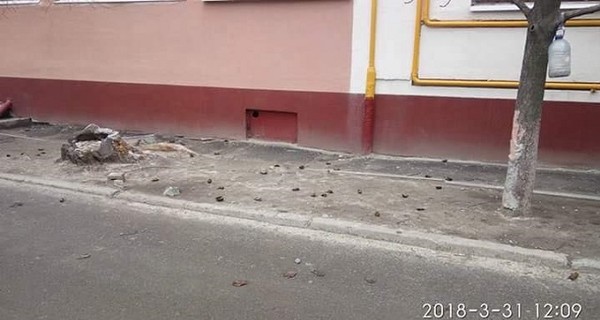 В Днепре убили сотни краснокнижных летучих мышей