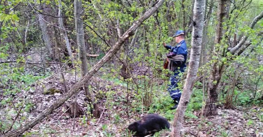 На Житомирщине бобра спасли из колодца