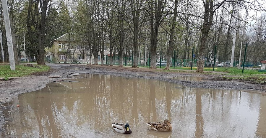 В Харькове в луже посреди дороги поселились утки