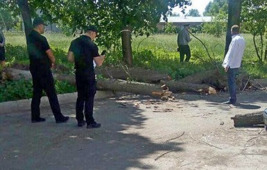 В Черкассах  на второклассников упало дерево, четыре ребенка травмированы 