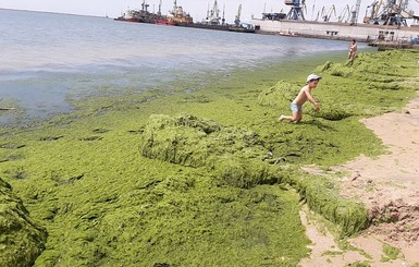 В Бердянск бегите от рутины – там чудо-водоросли и дельфины