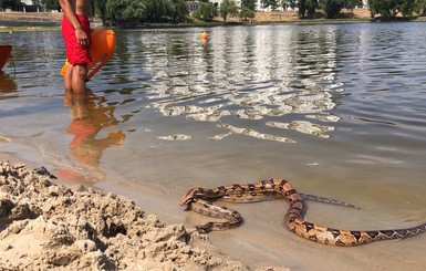 Выпустили поплескаться: в Киеве на пляж принесли двух королевских питонов