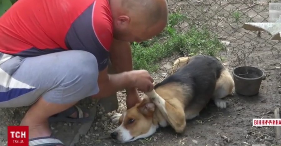 Самые опасные животные в городе: бешеный еж и ручная собачка