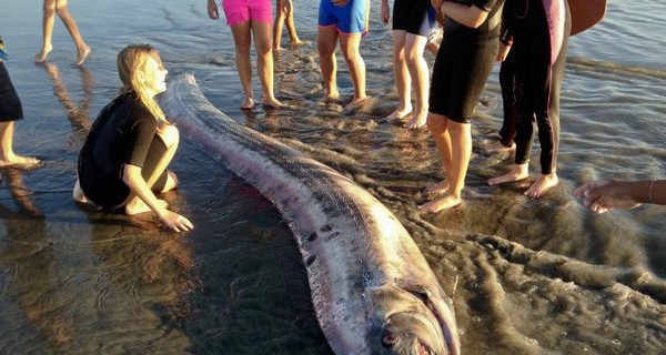 Во время ураганов редкие существа всплывают с 1000-метровой глубины