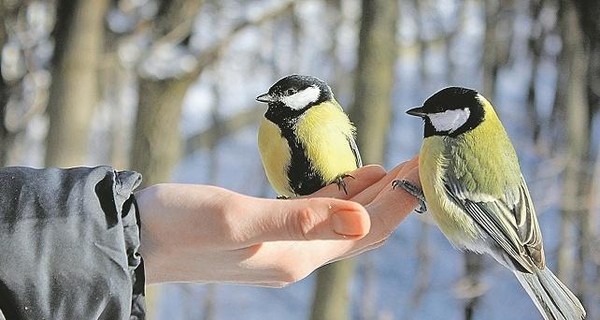 Новый год 2019 будет снежным, а в январе по Украине ударят крепкие морозы