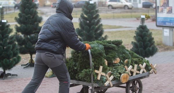 Метровые елки будут продавать за 70-100 гривен