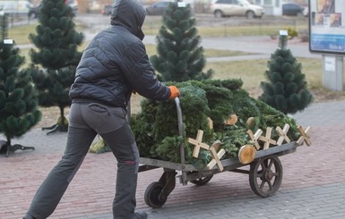 Метровые елки будут продавать за 70-100 гривен