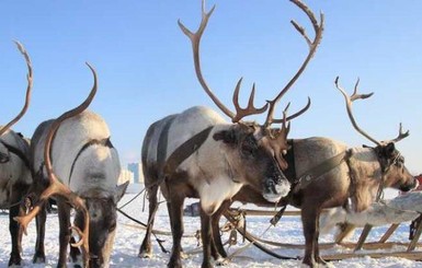 Северным оленям в Арктике грозит вымирание 