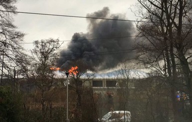 На пожаре в английском зоопарке погибли рыбы, птицы и лягушки