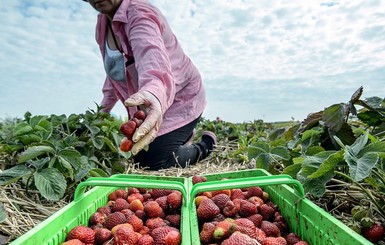 Украинские заробитчане: Польшу на Германию не променяем