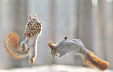 Фотограф запечатлел редчайшие игры пушистых белок