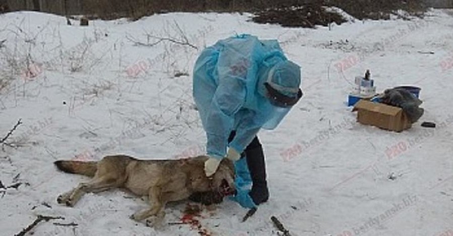 В Запорожской области ввели карантин из-за бешеного волка