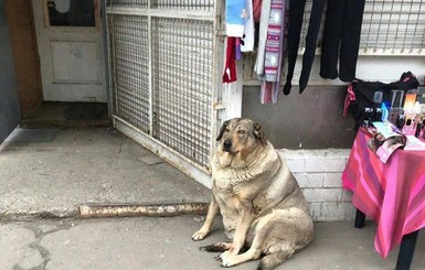 В Днепре просят помочь гигантской собаке