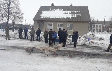 Сумских боевых гусей тренируют круглый год