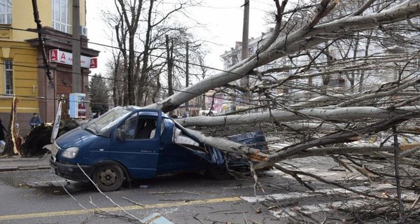 В Николаеве рухнувший тополь раздавил ехавшую мимо машину