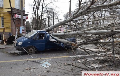 В Николаеве рухнувший тополь раздавил ехавшую мимо машину