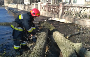 В Винницкой области вторая жертва падающих деревьев: погибла 29-летняя девушка