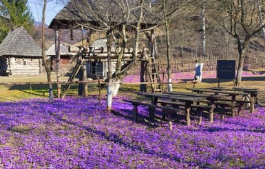 Цветочные поляны Украины: море пролесок и наша Голландия