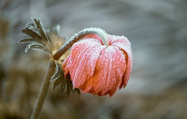 Сегодня днем, 18 апреля, после ночных заморозков воздух прогреется до 12-16 градусов