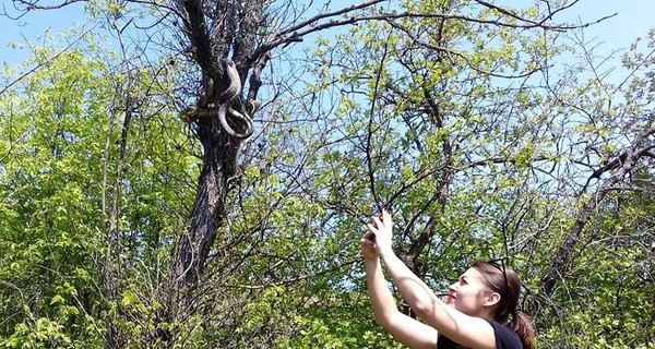 В Запорожье появились огромные краснокнижные змеи