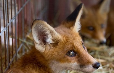 Студенты из Харькова не дали лисятам стать 