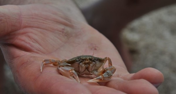 В Черном море дельфинов мало, но вернулись крабы и заметили даже фугу