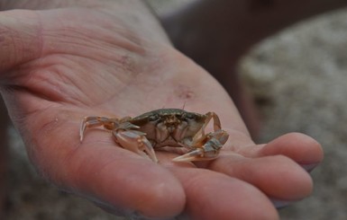 В Черном море дельфинов мало, но вернулись крабы и заметили даже фугу