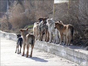 Бродячие собаки терроризируют городок на Луганщине 