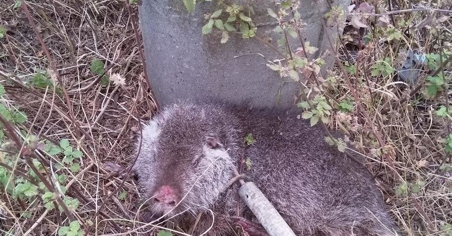 Два дня спасали бобра, оказавшегося домашней нутрией