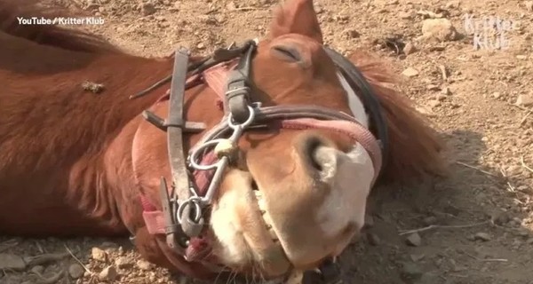 В Южной Корее лошадь 