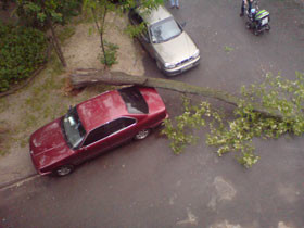 Старая акация свалилась на припаркованное авто 