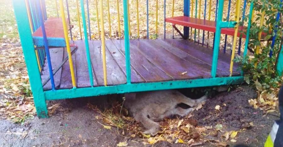 В Днепре спасатели подняли железный домик, чтобы спасти собаку 