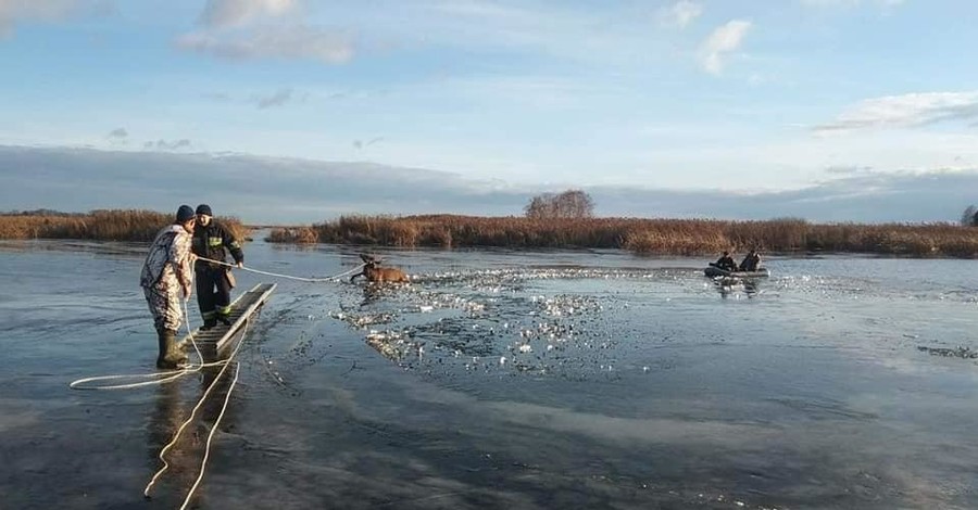 В Киевской области из-подо льда спасли застрявшего оленя