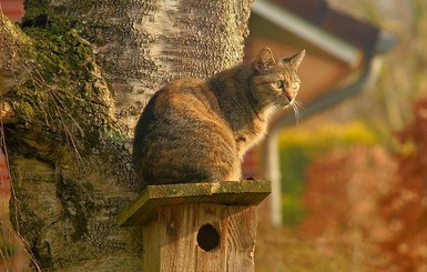 Эмоции кота можно понять по мимике - пройдите тест на эмпатию к животным