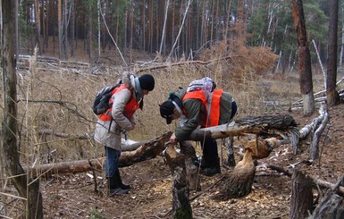 Харьковские бобры мигрируют в поисках лучшей жизни