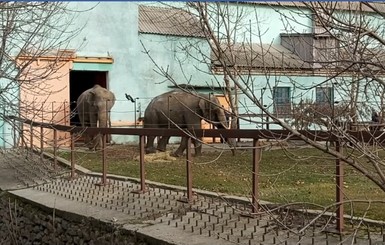 Слонов-переселенцев в Николаеве выпустили в летний вольер