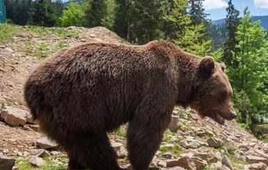 Медведи в зоопарке Харькова впали в спячку с месячным опозданием